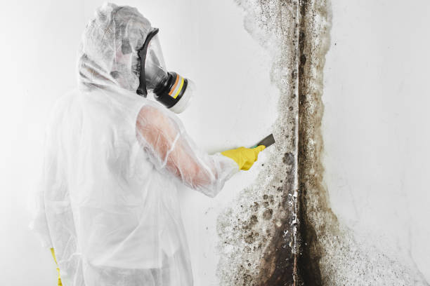 Best Mold Remediation Services  in Groves, TX