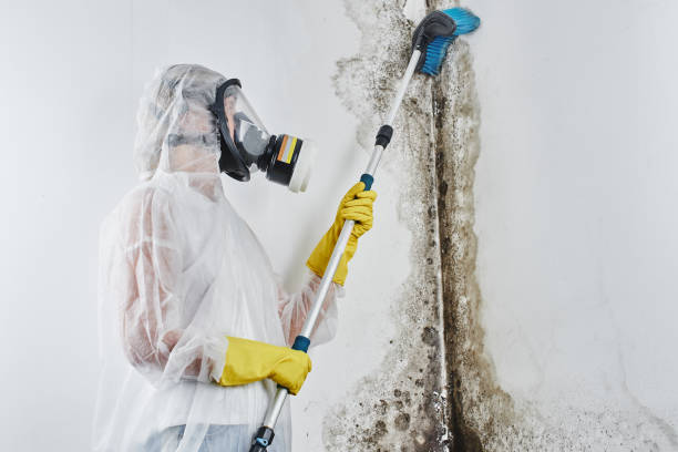 Certified Mold Removal in Groves, TX