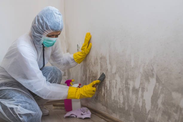 Best Office Mold Removal Services  in Groves, TX