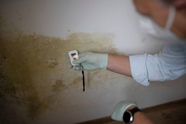 Best Mold Removal Company Near Me  in Groves, TX