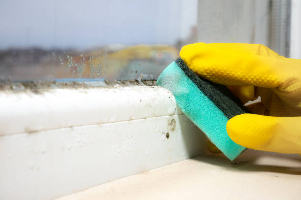 Best Mold Damage Repair  in Groves, TX