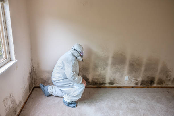 Professional Mold Removal in Groves, TX