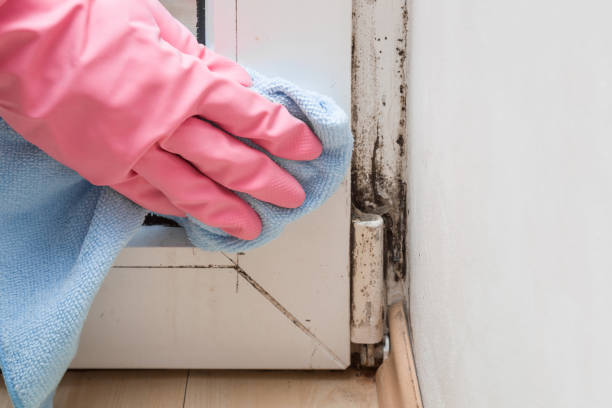 Best Fast Mold Removal  in Groves, TX