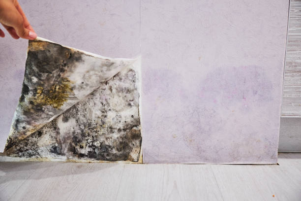Best Mold Cleaning Services  in Groves, TX